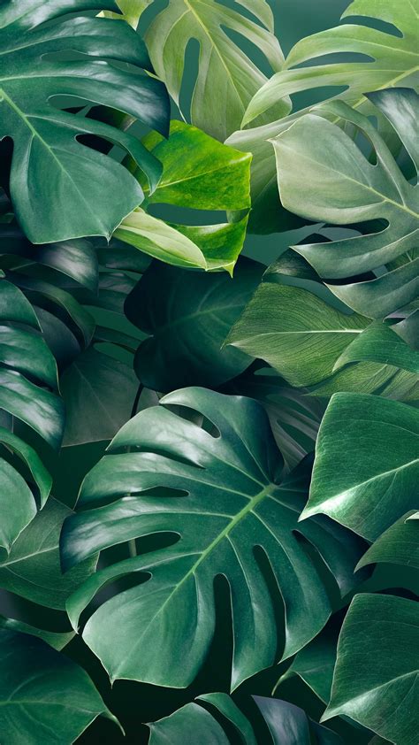 Green Monstera Leaves Background Design Resource Premium Image By