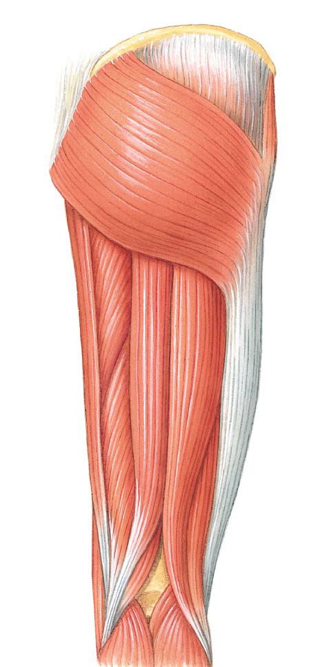 Leg Muscle Diagram Unlabeled 10 Best Printable Worksh