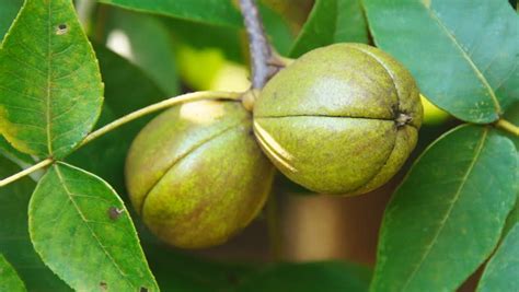 Fruit Trees That Grow Well In Georgia Fruit Trees