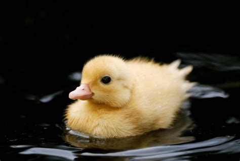 How To Raise A Baby Duck Step By Step Guide