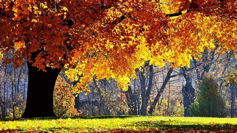 Yellow Autumn Leafed Tree In Forest With Sunrays Nature Hd Desktop