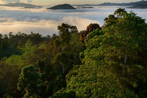 EGU - Media Library - Borneo rainforest