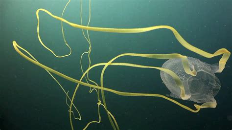Box Jellyfish Cubozoa On Vimeo