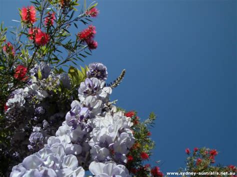 Maybe you would like to learn more about one of these? Wedding Flowers: Spring Wedding Flowers Australia