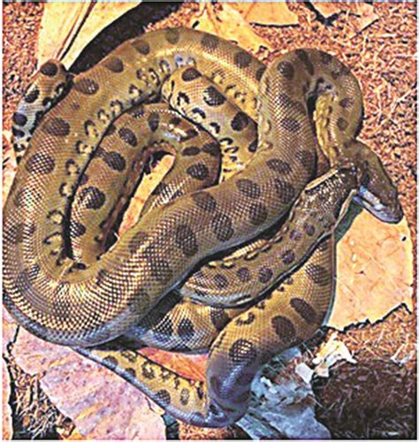 Parthenogenesis How An Anaconda Gave Birth Without A Male Explained