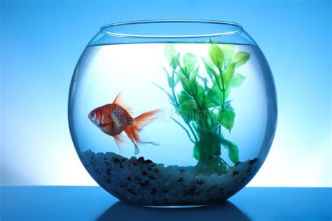 Beautiful Bright Small Goldfish Swimming In Round Glass Aquarium On