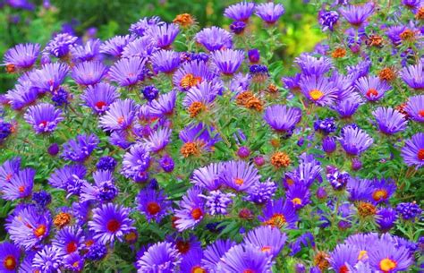 Asters Plant Care And Collection Of Varieties