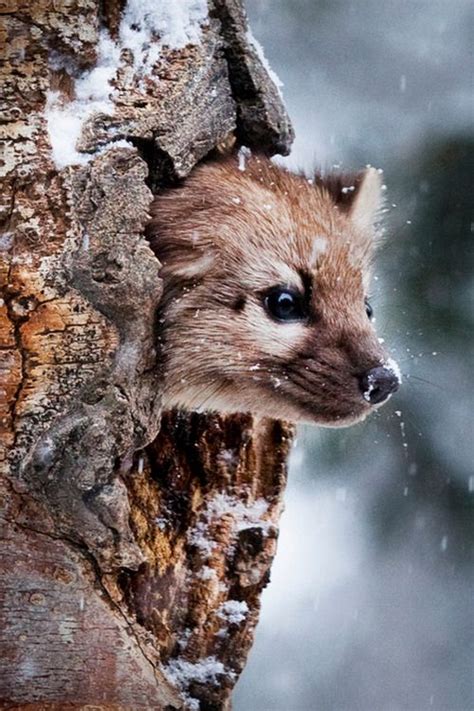 Landscape & Animals | Cute animals, Nature animals, Animals