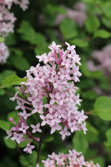 From Bud To Bloom The Korean Lilac Alan Ilagan