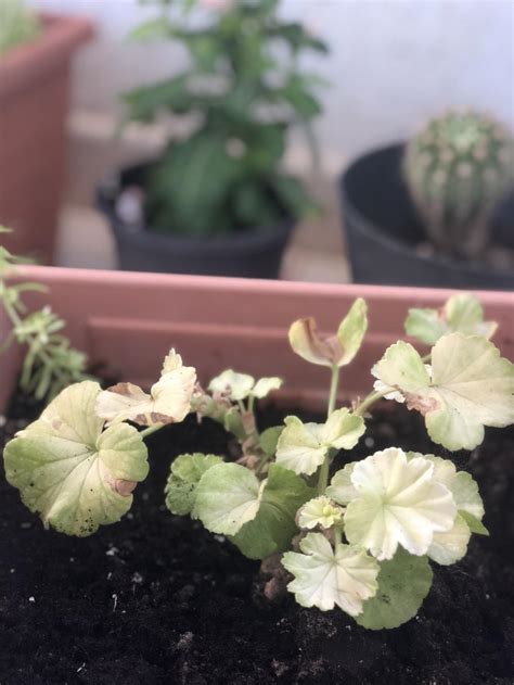 Why My Geranium Leaves Turning Yellow And Almost White In The Ask A