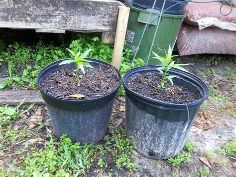 Starting Peachnectarines From Pits General Fruit Growing Growing Fruit