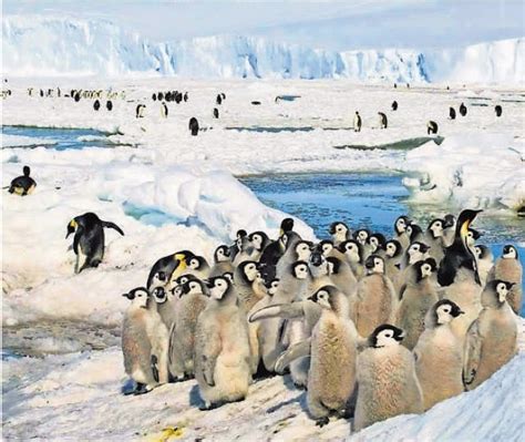 Spagosmail Iz životinjskog Svijeta Kraljevski Pingvini U Opasnosti Da