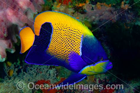 Majestic Angelfish Pomacanthus Navarchus Also Known As Blue Girdled