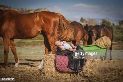 Sleeping Horse Photos And Premium High Res Pictures Getty Images