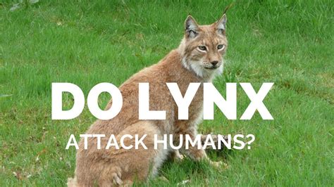 Do Lynx attack humans? - YouTube