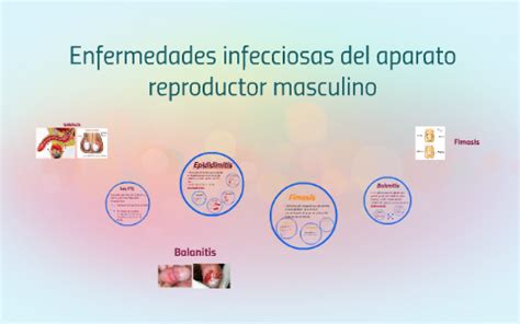 Enfermedades Infecciosas Del Aparato Reproductor Masculino By Paula