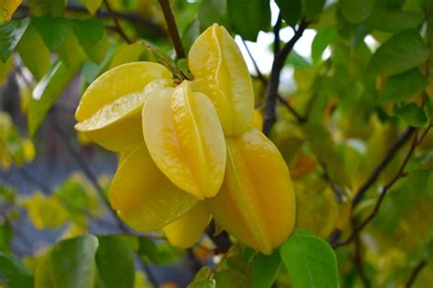 How To Grow A Star Fruit From Seed Hunker