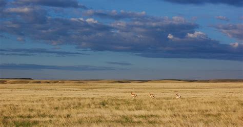 Montanas Northern Great Plains The Nature Conservancy