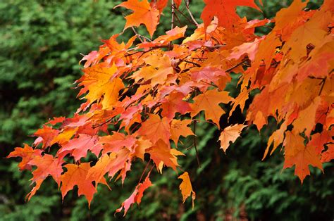Orange Line Orange Maple Leaves Against A Green Background Flickr