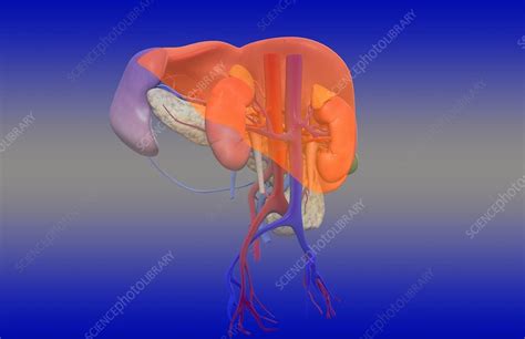Right Kidney Stock Image C0079833 Science Photo Library