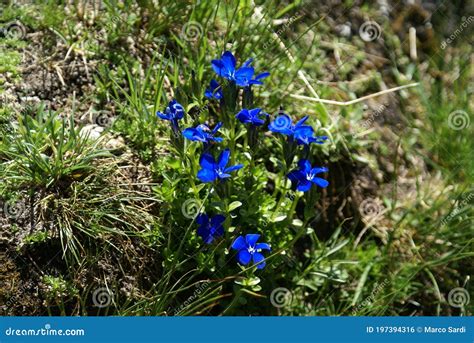 Bright Blue Gentiana Flowers In A Mountain Field Of The Alps Stock