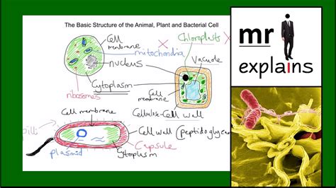Mr I Explains The Basic Structure Of Animal Plant And Bacterial Cells