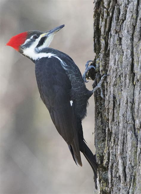 The Amazing Pileated Woodpecker Outdoors Daily