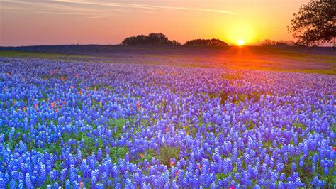 4 Texas Bluebonnets Hd Wallpapers Background Images Wallpaper Abyss