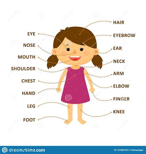 If you found this english vocabulary about parts of the body interesting or. Body Part Girl stock illustration. Illustration of education - 137987073