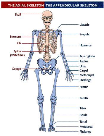 The Axial Appendicular Skeletal Sections MCAT Pinterest