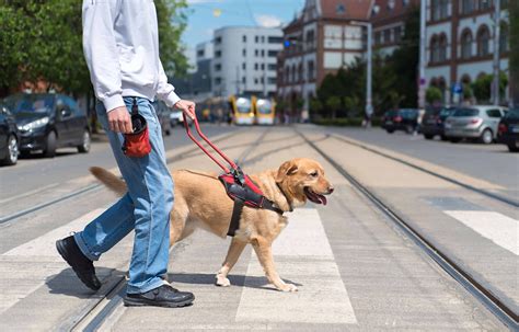 10 Types Of Service Dogs The Academy Of Pet Careers