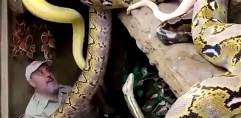 Viral Video Man Surrounded By Snakes Of All Sizes In Zoo