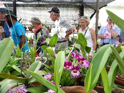 Colombian Flowers A Display Of Its Biodiversity • Lulo Colombia Travel