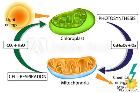 Respiration is the process of releasing energy from food. Photosynthesis and Cellular Respiration Stock Vector ...