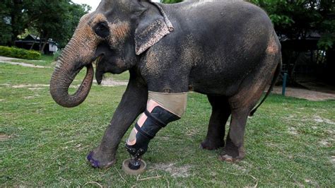 Meet Mosha The Elephant With A Prosthetic Leg