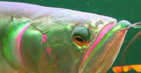 Check spelling or type a new query. Penyebab Penyakit Mata Juling Pada Ikan Arwana - Tips Ikan