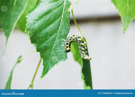 Leaves Birch Tree Covered With Caterpillars Pest Stock Image Image Of Round Yellow 213488245