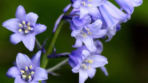 How To Care For English Bluebell Rayagarden