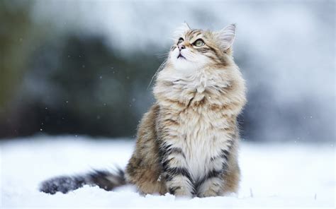 Download Wallpapers Siberian Cat Winter Furry Cat Cute Animals Snow