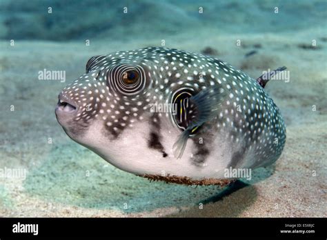 White Spotted Puffer Arothron Hispidus On The Sandy Sea Bottom