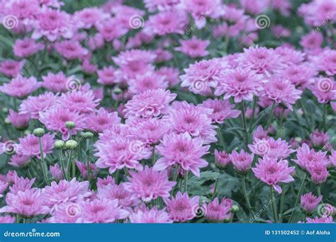 Colorful Chrysanthemum Flowers In A Gardensometimes Called Mums Flower