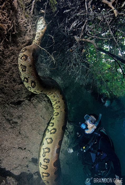 15 Insane Underwater Photos Of The Deadliest Animals In Brazil Amazon