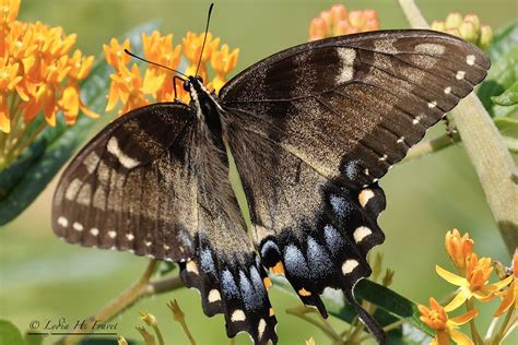 Eastern Tiger Swallowtail Partially Pigmented Female Pt Flickr