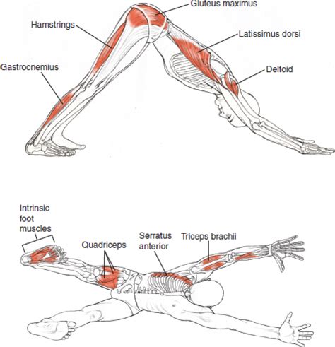 What muscles do downward dog work? downward-facing-dog-anatomy | Yoga anatomy, Yoga asanas ...