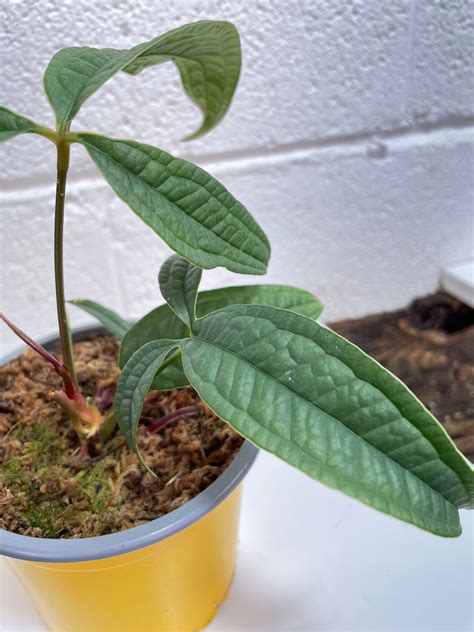 Anthurium Arisaemoides Rare Terrarium Climber Etsy Anthurium