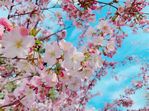Beautiful Cherry Blossoms Sakura Tree Bloom In Spring In The Park Stock
