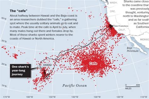 White Shark Migrations