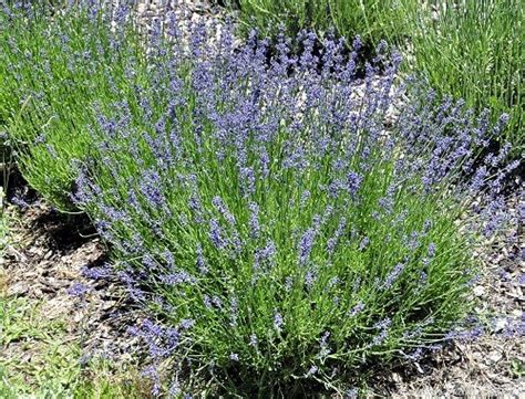 Organic Lavandula Angustifolia Hidcote Hidcote Lavender Plants From Mountain Valley Growers