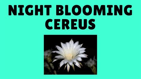 How To Grow Night Blooming Cereus From Cuttings Youtube