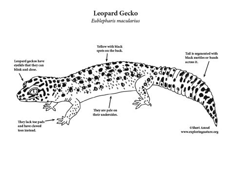 Gecko coloring pages printable bilimteknik info. Gecko (Leopard) Coloring Page